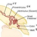 조류의 기생충, 구충하는 방법 이미지