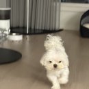 두두핏 | 우장산/마곡 말티즈 애견미용 두두핏 왕추천 🐶