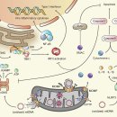 Re:미토콘드리아 질환: from molecular mechanisms to therapeutic 2025 이미지
