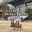 청주 관음사 애견동반 템플스테이 후기 | 당일형 댕플스테이 강아지랑 힐링여행