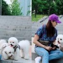 보라펫 이미지
