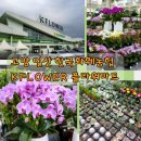 새남해농협본점 | 고양 일산 한국 화훼농협 본점 KFLOWER 플라워마트 방문후기