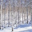 원대리 자작나무숲 이미지