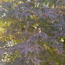 사회복지사 | 현직사회복지사후기