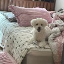 푸들푸들 이미지