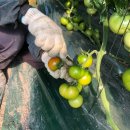 등구농장 | 대저 짭짤이 토마토 / 대저 수정농장 방문기 (보관법, 칼로리 등)