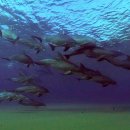 바다속의 돌고래를 촬영하기 위해 만들어진 카메라 퀄리티ㅋㅋㅋㅋ.jpgif 이미지