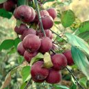 한닢과일 이미지