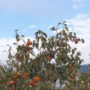 대붕농장 이미지