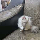 독스캣 강아지고양이 수원점 이미지