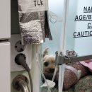 고실농장 네이버블로그