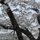 청주 무심천 벚꽃 축제 이미지