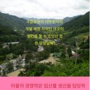 소금강솔내마을 이미지