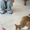 함께냥 본점 | 오산 수청동 고양이 카페 “함께냥 본점” 아이랑 함께 만족하고 방문하고 온 찐 후기