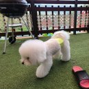 금계헤어라인 | 경주 오아시스 애견펜션 숙박후기