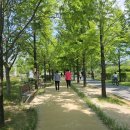 세종시 보람가득 메타세쿼이아길 치유정원 맨발 걷기