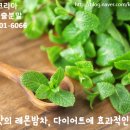 상큼한 맛의 레몬밤차, 다이어트 효과적인 이유는?