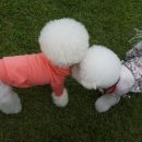 도그카페 이미지