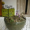 나무향기 이미지