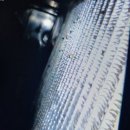 구미라지에타 이미지