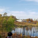 홍차이짬뽕 이미지