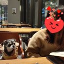 서울 동부 경기권 애견동반 쇼핑몰 베스트 5. (비교체험 후기)
