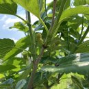 단이농장 이미지