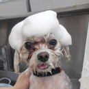 오마이멍멍 이미지