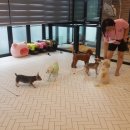 여의도유치원 이미지
