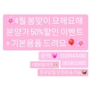 묘해묘해 전주고양이분양 전문 전주점 이미지