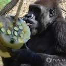 전먹는고릴라