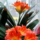 농협사거리 이미지