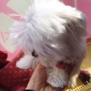 아이펫샵 이미지