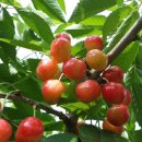 체리마을 이미지