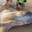 Giant sunfish washes up on Australia beach 이미지