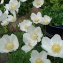 바람정원 이미지