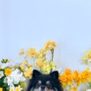 노라도라 이미지