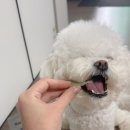 로즈그레이스 이미지