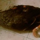 오리사냥 이미지