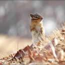 아기다람쥐 이미지