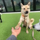 도그플래닛 이미지