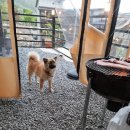 슈가스파글램핑