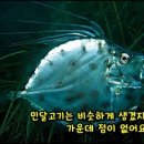 민달