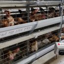 방송양계장 이미지