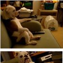 다시오개 이미지