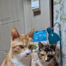 아이베리 | 고양이다이어트사료 수의사품질평가 통과한 ANF시스프리리 인도어 캣 웨이트케어 후기