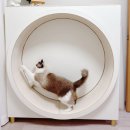 루틴펫살롱 | 고양이 캣휠 추천, 마데이라쌀롱 무소음으로 바로 적응 !