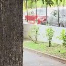 [ㅇㅎ] 다람쥐의 오동나무 매미치기 이미지