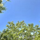 아카시아 - 아산시 | 아카시아