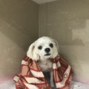 올스타동물의료센터 이미지